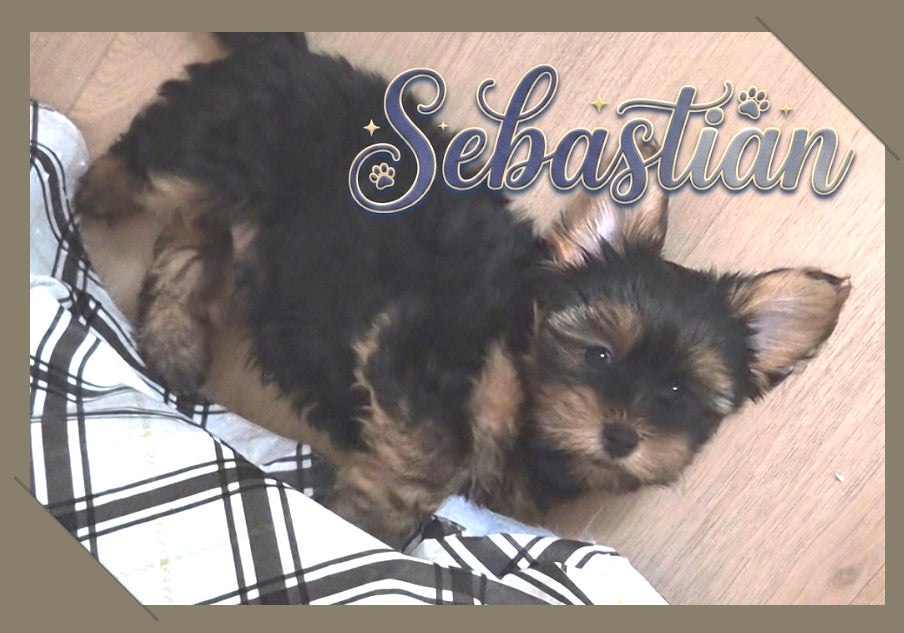 Needle Felted "Sebastian" puppy replica