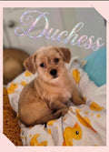Needle Felted "Duchess" puppy