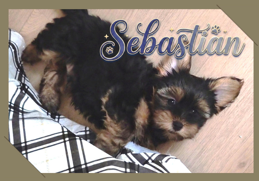 Sebastian